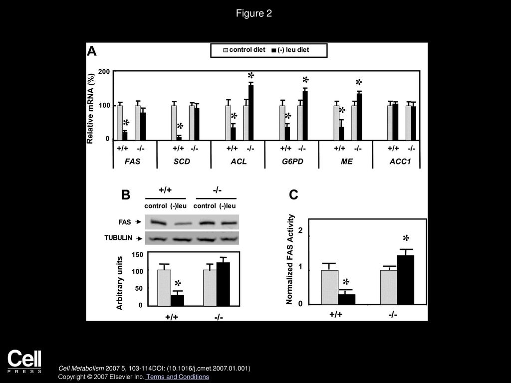 The Gcn Eif Kinase Regulates Fatty Acid Homeostasis In The Liver